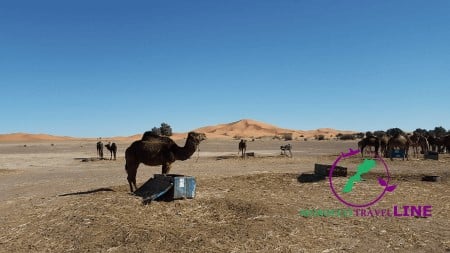 camel trekking in desert trips